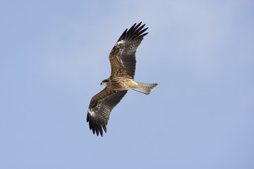 Black-eared kite, Milvus lineatus