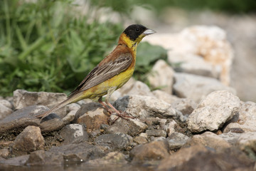 Black-headed bunting, Emberiza melanocephala