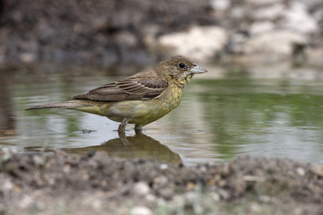 Black-headed bunting, Emberiza melanocephala