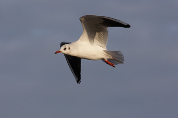 Black-headed gull, Larus ridibundus