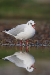 Black-headed gull, Larus ridibundus