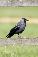 Jackdaw, Corvus monedula