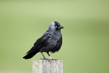 Jackdaw, Corvus monedula