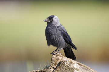 Jackdaw, Corvus monedula