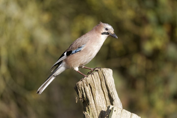 Jay, Garrulus glandarius