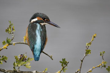 Kingfisher, Alcedo atthis
