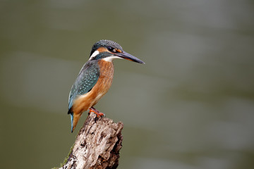 Kingfisher, Alcedo atthis