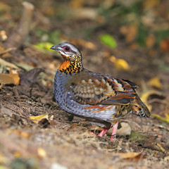 Obraz premium Rufous-throated Partridge