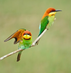 Chestnut-headed Bee-eater