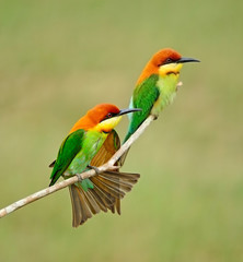 Chestnut-headed Bee-eater