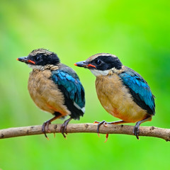 juvenile Blue-winged Pitta