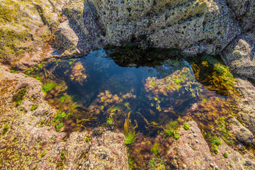 seaweed on a rock