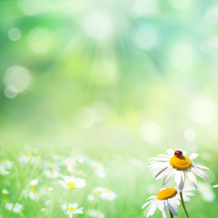summer background