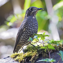 female Chestnut-bellied Rock-Thrush