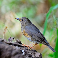 female Japanese Thrush