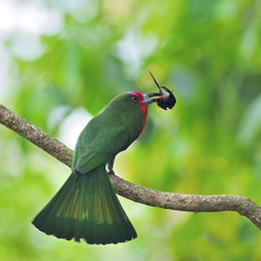 female Red-bearded Bee-eater