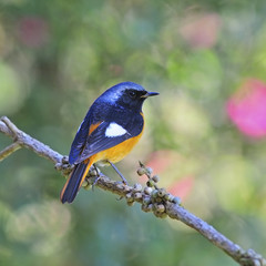 Fototapeta premium male Daurian Redstart