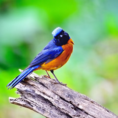 Rufous-bellied Niltava