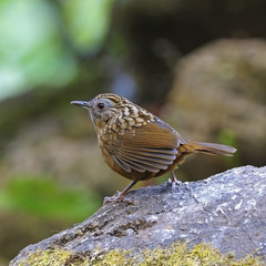 Streaked Wren Babbler