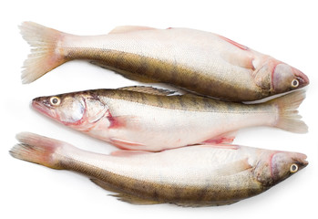 Pike-perch fish against white background