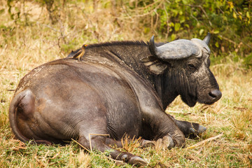 wild buffalo leep in wild Uganda