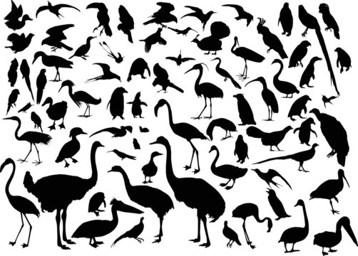 large set of different bird silhouettes on white