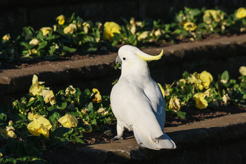 cockatoo pecking yellow pansy flowers