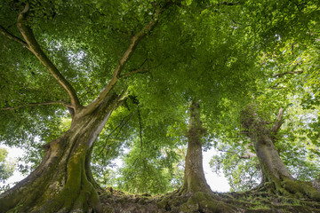 Fototapeta premium old trres in the park