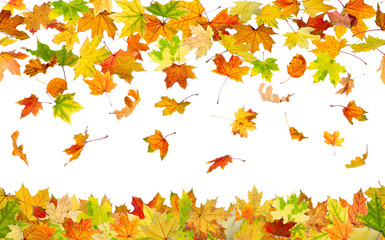 Seamless pattern of falling autumn leaves, on white background.