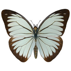 Pine White Butterfly
