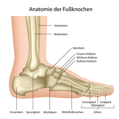 Anatomie des Fußgelenks ,des Sprunggelenks - obrazy, fototapety, plakaty