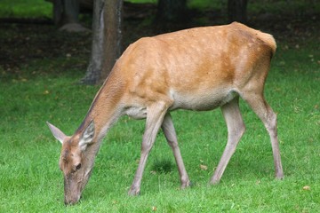 Deer female in Poland