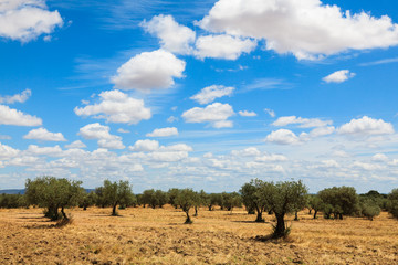 Fototapeta na wymiar Olive trees plantation landscape