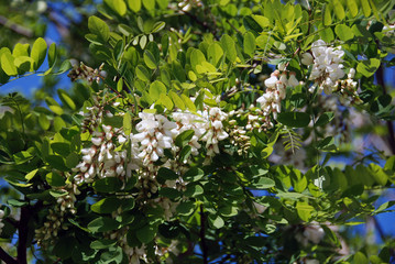 Robinia pseudoacacia flowers