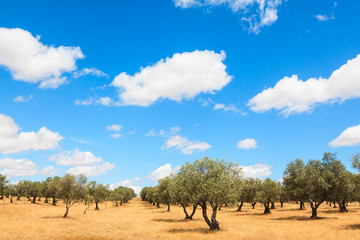 Olive trees plantation landscape