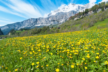 Fototapeta premium Field with dandelions on a background of the Bernese Alps