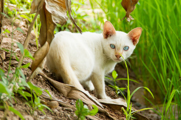 White cat and blue eyes