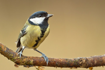 Great Tit