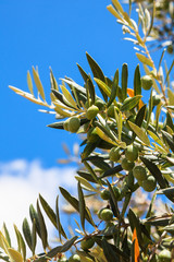 Detail of olive tree with fresh olives
