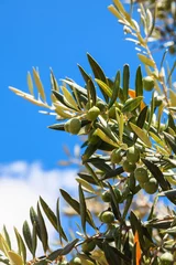 Crédence de cuisine en verre imprimé Olivier Detail of olive tree with fresh olives