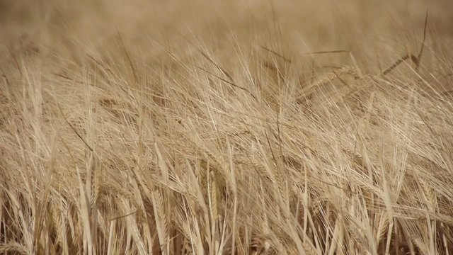 Barley / barley on a summer day