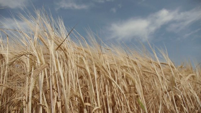 Barley / barley on a summer day