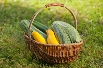 fresh zucchini in basket
