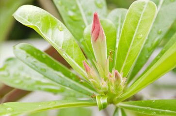 desert rose /pink  impala lily