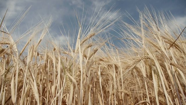 Barley / barley on a summer day