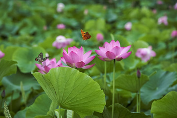 Fototapeta premium Lotus flower