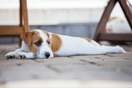 Parson Russell Terrier Welpe liegt auf der Terrasse