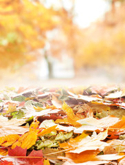 A colorful background autumn image with fallen leaves