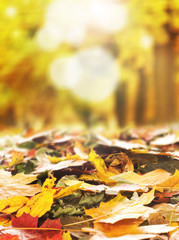 Colorful background image of fallen autumn leaves