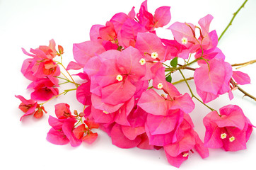 bougainvilea